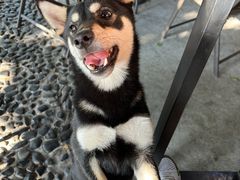 -柴犬高等学院·狗咖·柴犬售卖·宠物训练