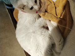 -宠爱国际动物医院· 猫科· 外科·中兽医(长白店)