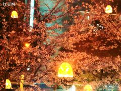 CIMG2230-玛格萝妮比萨屋(四平店)
