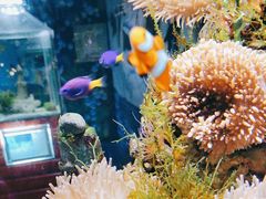 -太平洋海底世界