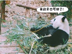 -成都大熊猫繁育研究基地