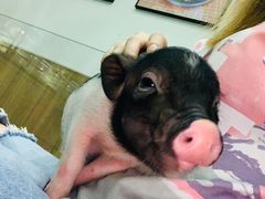 -藦茜花园宠物主题亲子互动体验馆(国顺东路店)