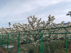 -树山生态村