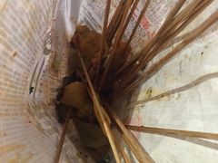 -乐彡炸串·烤苕皮(西单华威约饭街店)