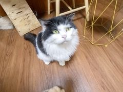 -楼上猫咖(罗湖店)