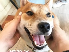 -柴犬高等学院·狗咖·柴犬售卖·宠物训练