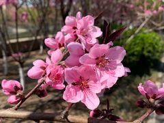 -桃花堤公园