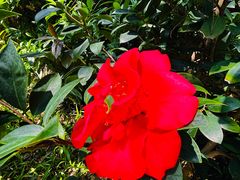 -顺德佬华侨城店·商务宴请·团建