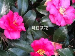 -秋霞圃