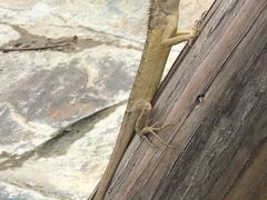 -十万大山布透温泉
