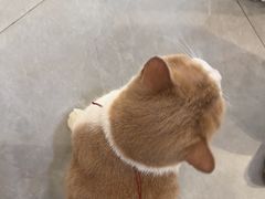 -伟伟宠物医院·CT影像中心·瑞派犬猫综合性门诊(汉口总院)