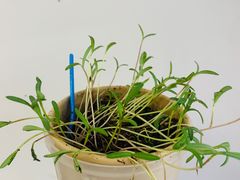 -斯坦星球AI编程·机器人科创·科学实验·信奥·思维·STEM·积木拼搭·竞赛考级(浦东联洋广场大拇指龙阳御桥中心)