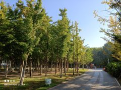 -长白岛森林公园