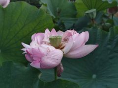 -陈家山荷花公园