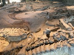 -自贡恐龙博物馆