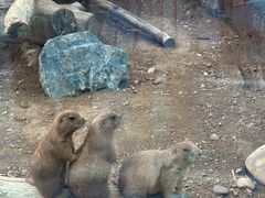 -大连森林动物园