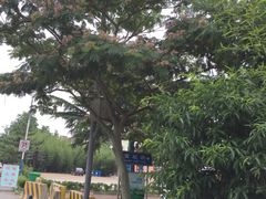 -日照海滨国家森林公园