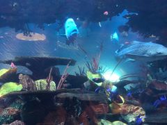 -迪拜帆船酒店海底餐厅