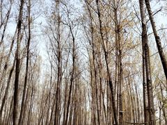 -林间山庄