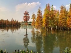 -白鹭湾湿地公园