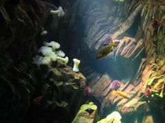 -瑞普利水族馆