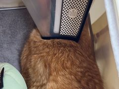 -瑞派康怡24h宠物医院·犬猫医疗中心·微创绝育(瑞景分院)