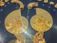 -青岛贝壳博物馆