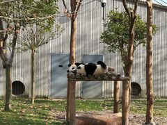 -卧龙中华大熊猫苑神树坪基地