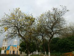 -松山湖梦幻百花洲