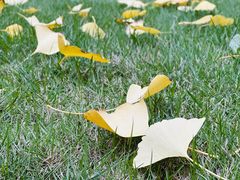 -重庆市江北嘴中央商务区中央公园