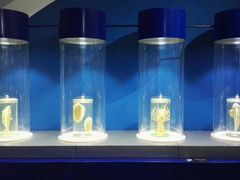 -福州罗源湾海洋世界旅游区