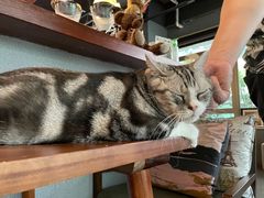 -咖法森林·咖啡  酒吧(天河店)