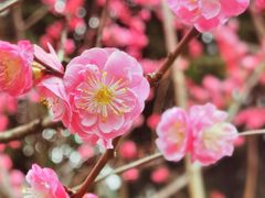 -望江楼公园