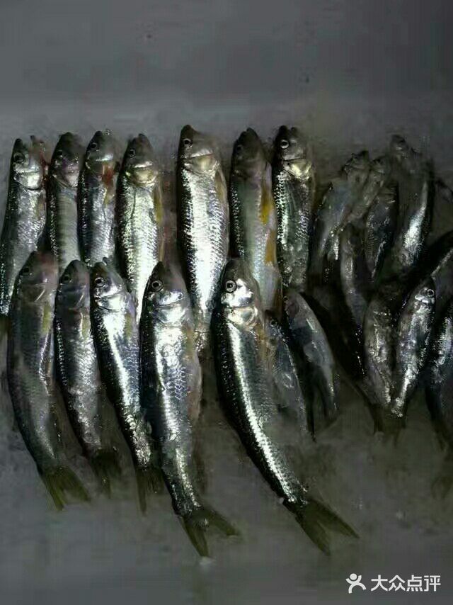 宁波鱼图片图片