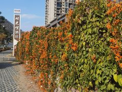 -攀枝花公园
