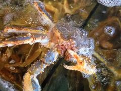 -蟹之国·精品蟹料理(极地店)