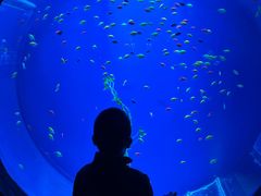 -华夏文旅海洋公园