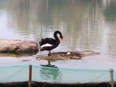 -苏州金鸡湖大酒店