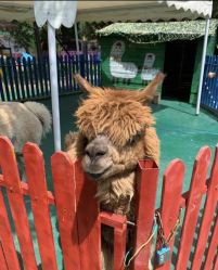 -萌宠亲子动物乐园(槐房万达店)