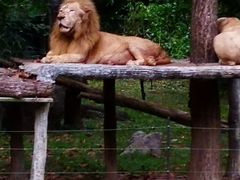 -清迈夜间动物园