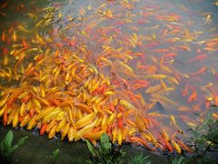 -武汉紫薇都市田园