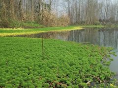 -桤木河湿地公园