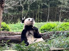 -都江堰中华大熊猫苑