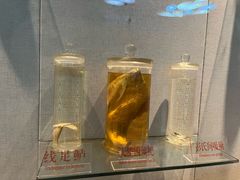 -西双版纳原始森林公园