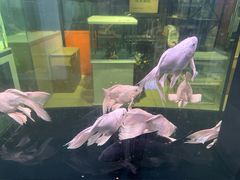 -苏州艺都古玩花鸟市场