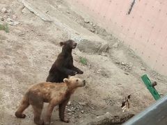 -新疆天山野生动物园