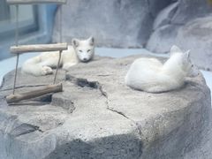 -海合安青岛极地海洋公园