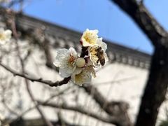 -东山风景区(洞庭东山)