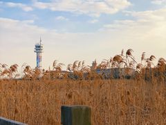 -上海吴淞炮台湾国家湿地公园