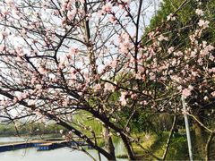 iphone_upload_pic-高子水居